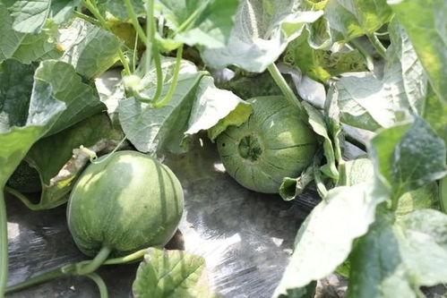 都在哪吃的瓜,“都在哪吃的瓜”背后的故事与真相