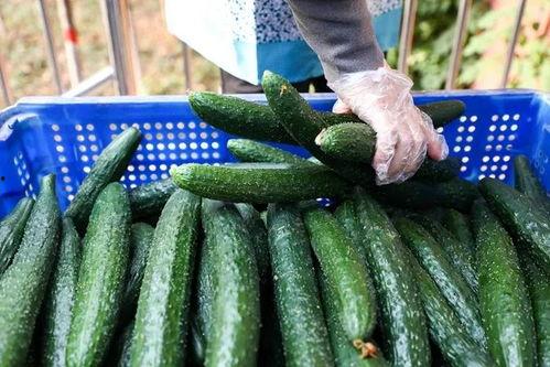 衡水志臻吃瓜,揭秘校园“吃瓜”现象背后的真相