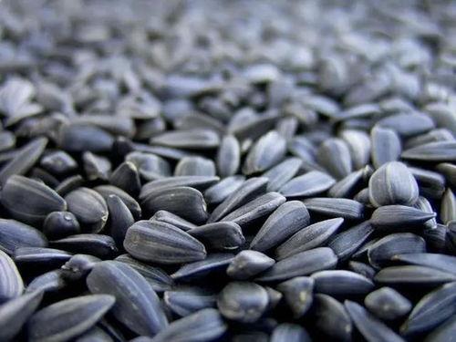 听瓜吃瓜子图片,听瓜吃瓜子的悠闲时光