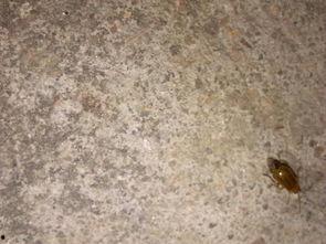 吃瓜叶的黄色虫子,揭秘瓜田里的神秘访客