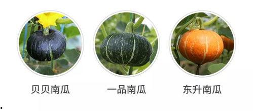 吃瓜被发现音频,揭秘娱乐圈惊人内幕