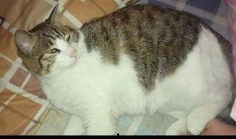 猫咪请我们吃瓜,瓜果飘香，喵星人请客尝鲜