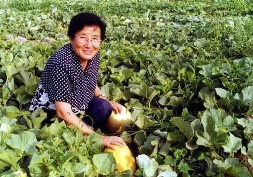 剑客798吃瓜,揭秘网红美食背后的吃瓜故事