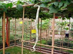 眉山市吃瓜,品味田园生活